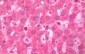 TNFSF4 / OX40L Antibody (C-Terminus)